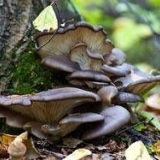 Prednosti i štete bukovače za organizam